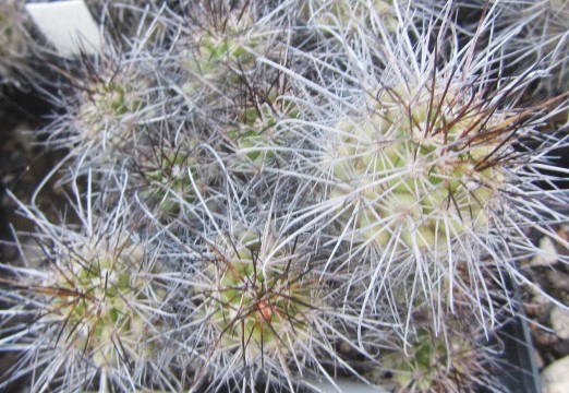 Mammillaria <br>pondi