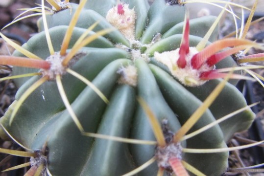 Ferocactus latispinus