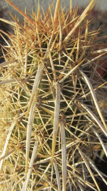 Machaerocereus  <br>eruca