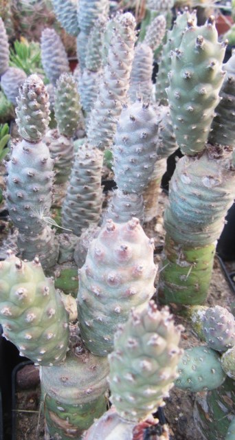 Tephrocactus articulatus strobiliformis