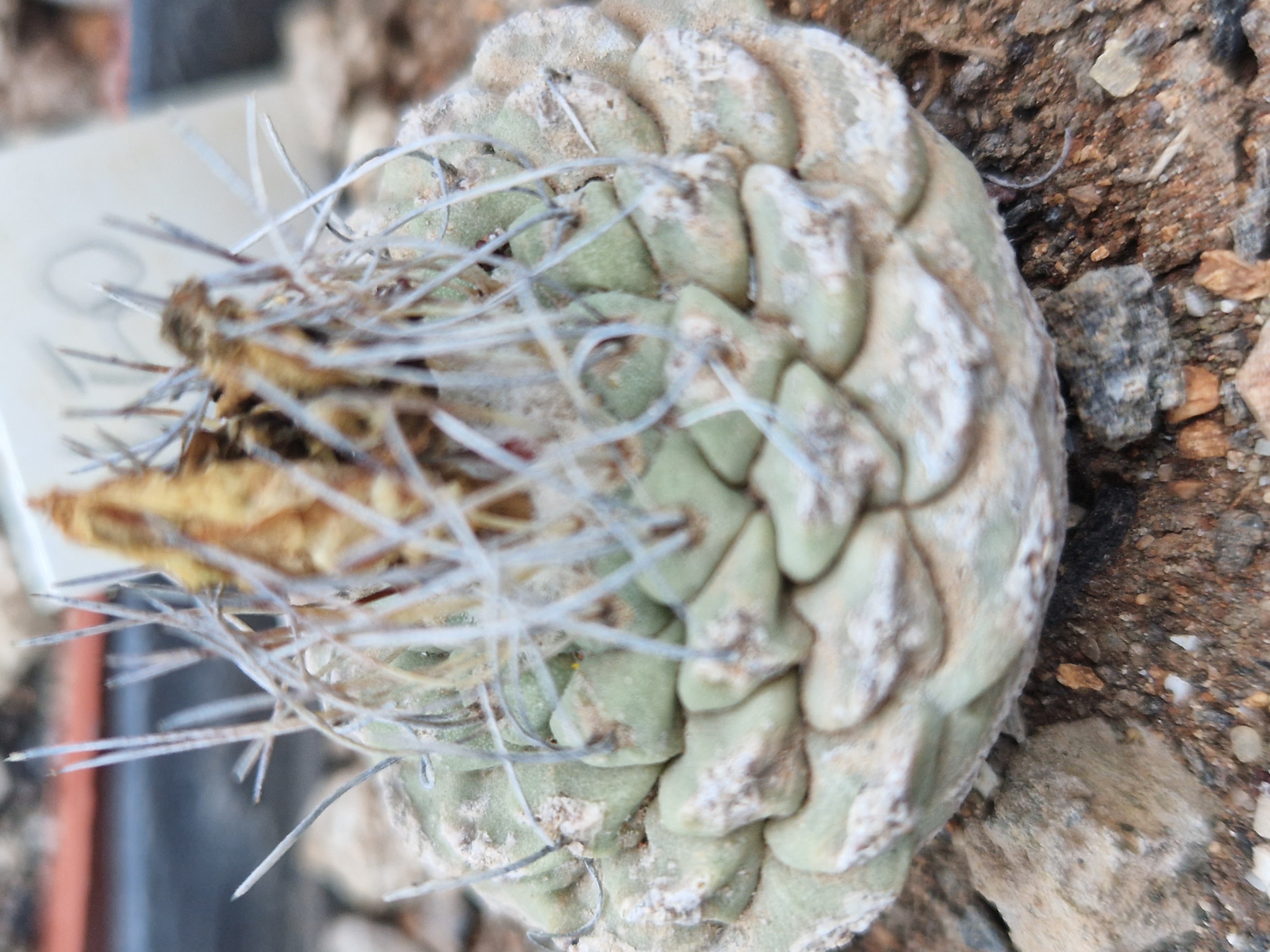 Strombocactus <br>disciformis