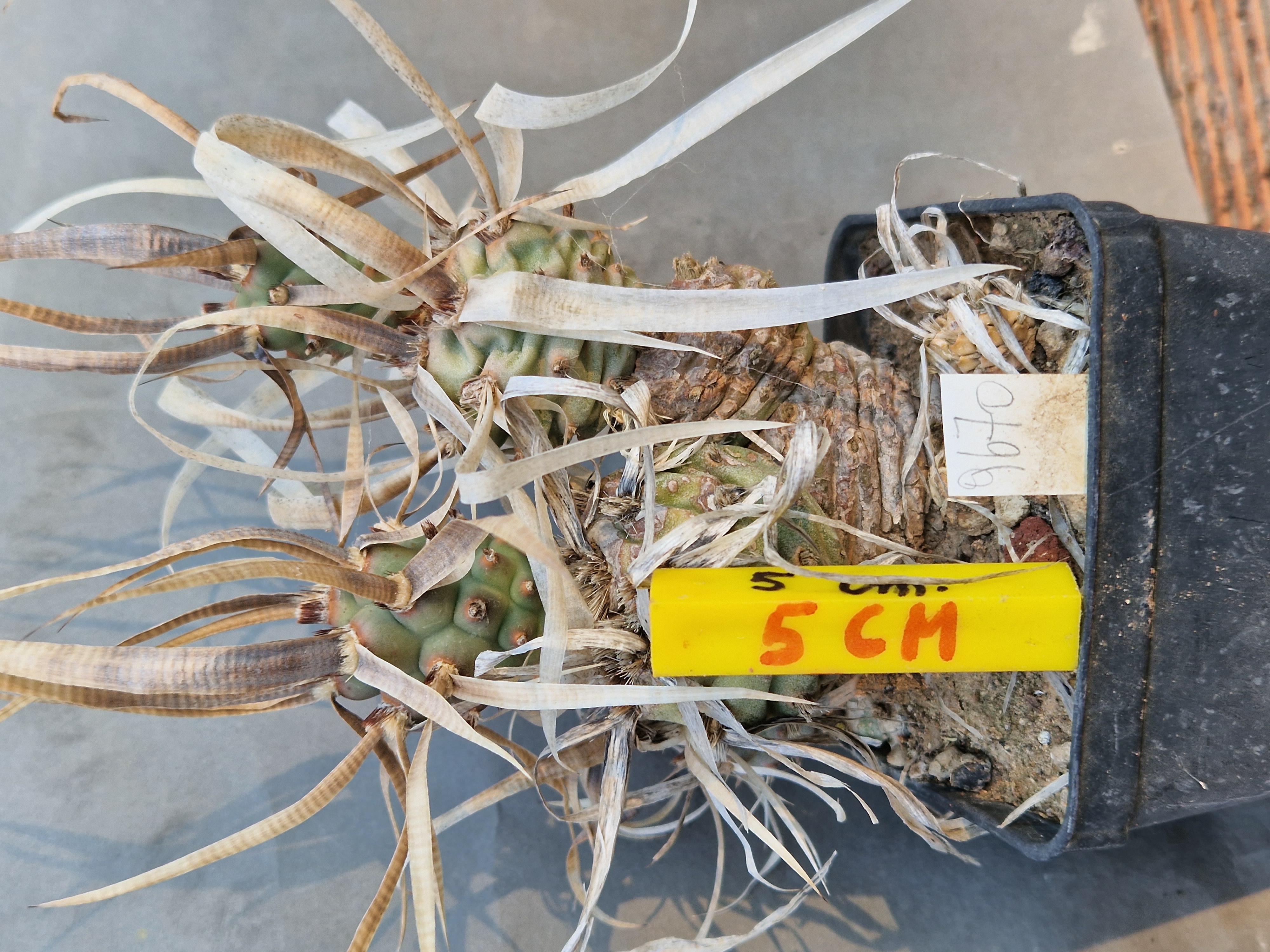 Tephrocactus <br>articulatus papyracanthus