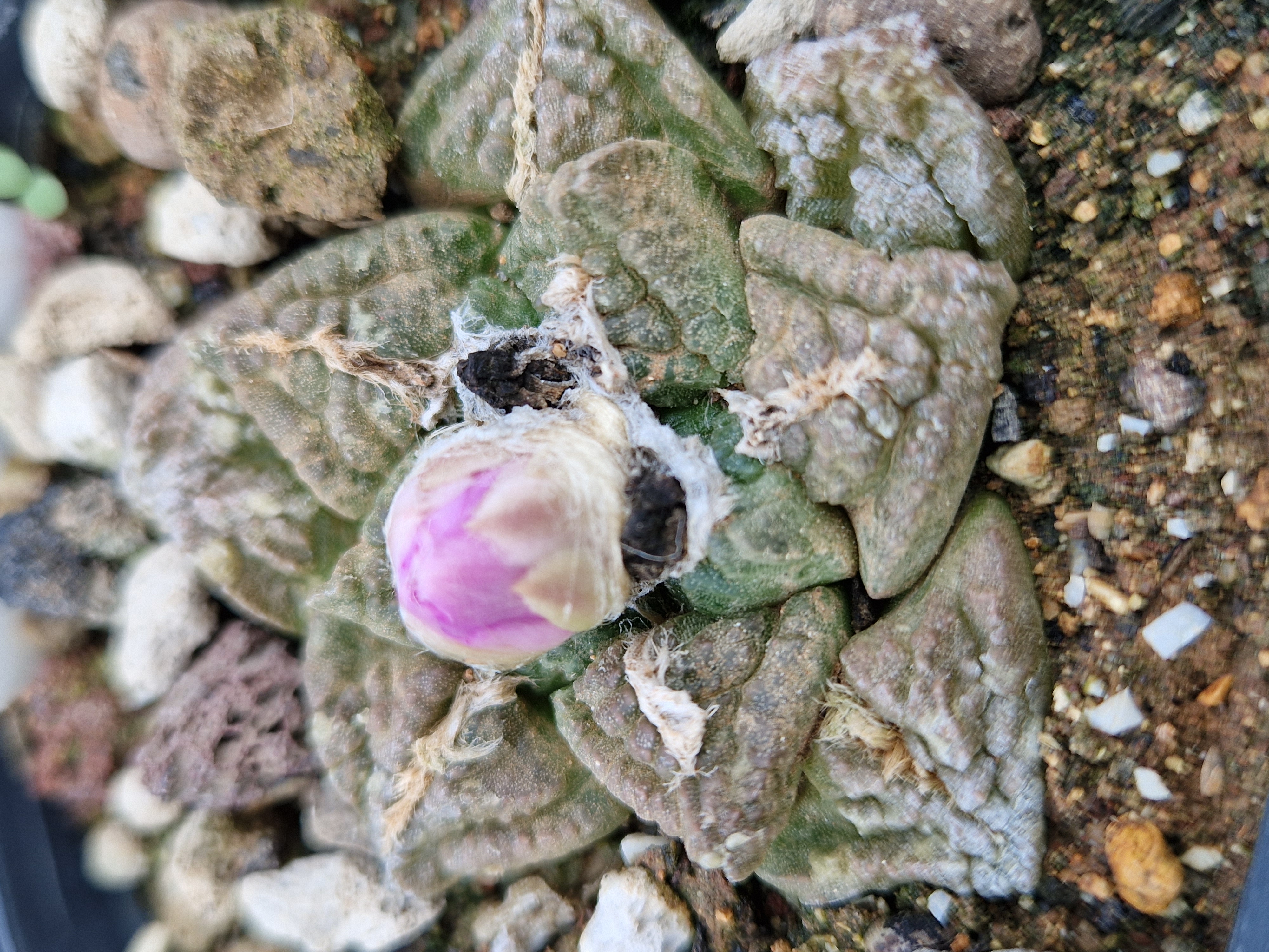 Ariocarpus <br>fissuratus