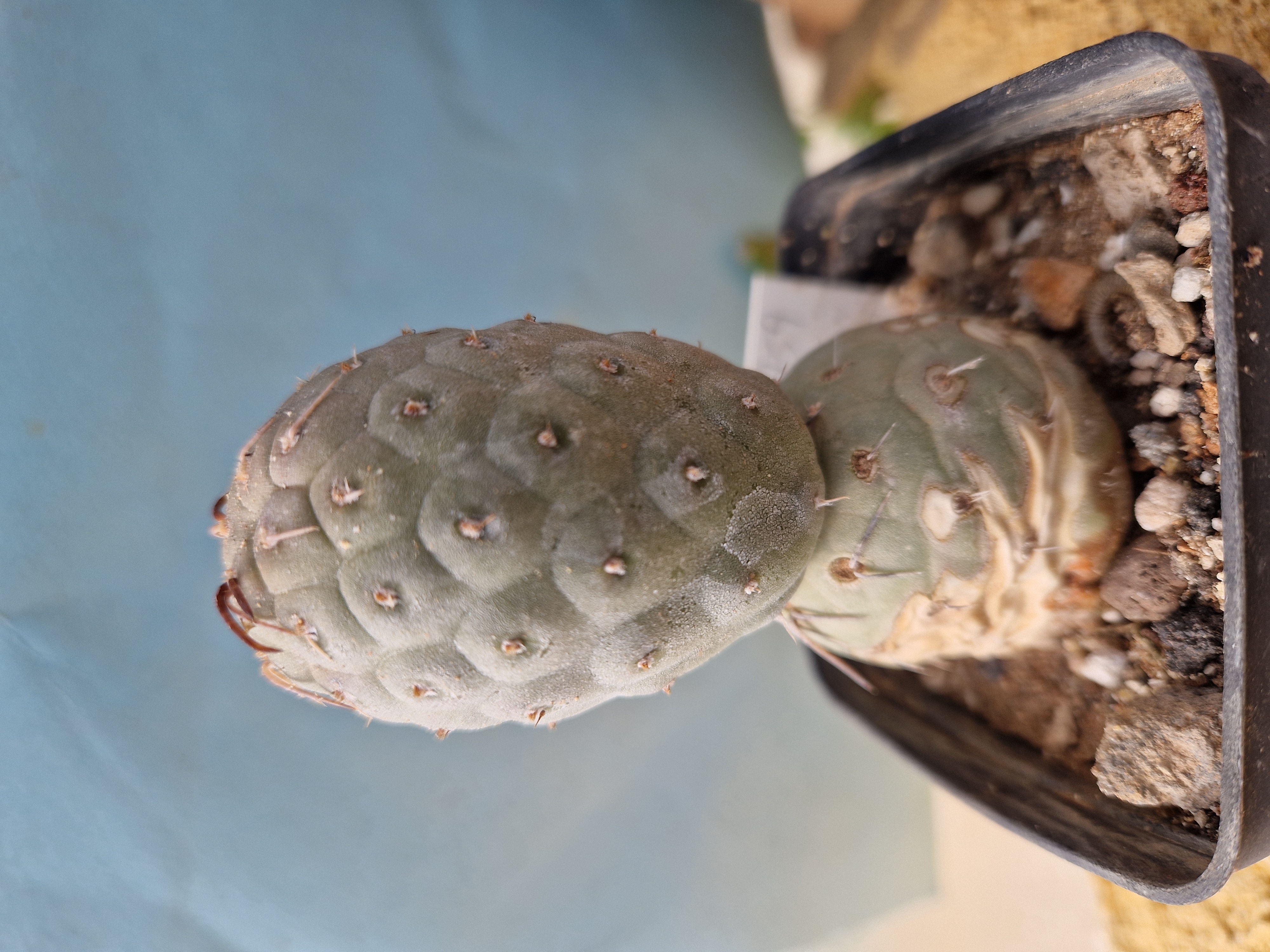 Tephrocactus <br>geometricus