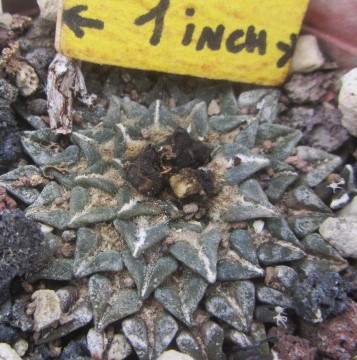 Ariocarpus <br>kotschoubeyanus macdowelli