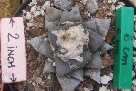 Ariocarpus <br>cv hybrid furf x lloy f2