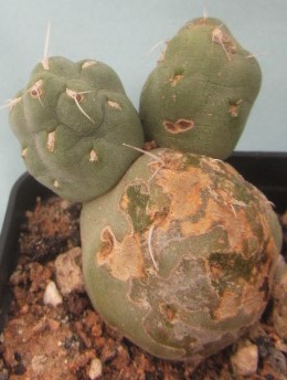 Tephrocactus <br>bolivianus dactiliferus