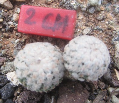 Turbinicarpus valdezianus albiflorus