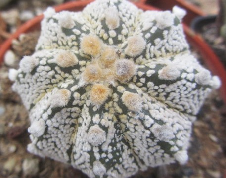 Astrophytum <br>cv f3 cap x kab