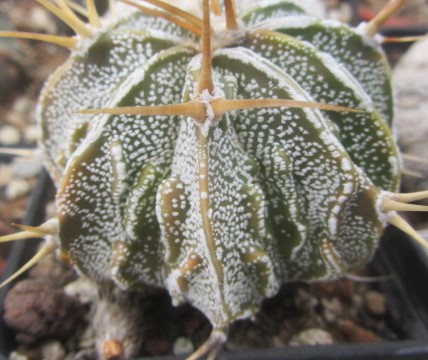 Astrophytum ornatum cv fukuryu 