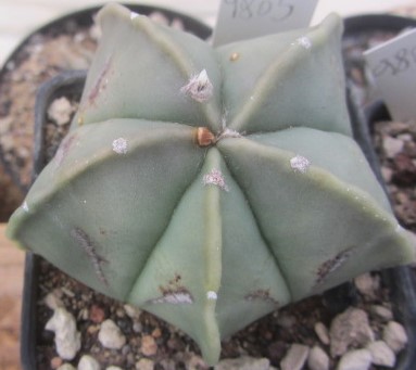 Astrophytum myriostigma nudum