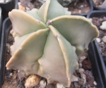 Astrophytum myriostigma nudum fukuryu 