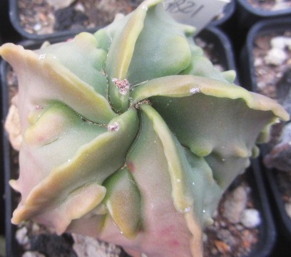 Astrophytum myriostigma fukuryu nudum