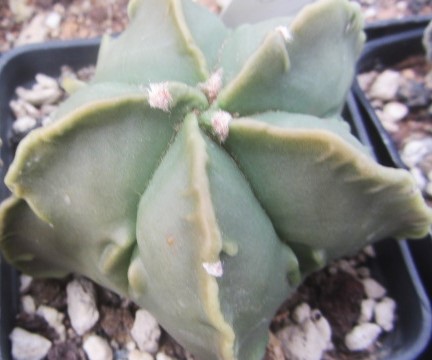 Astrophytum <br>myriostigma fukuryu nudum