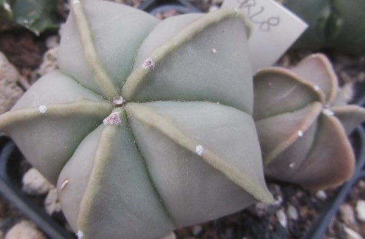 Astrophytum myriostigma nudum