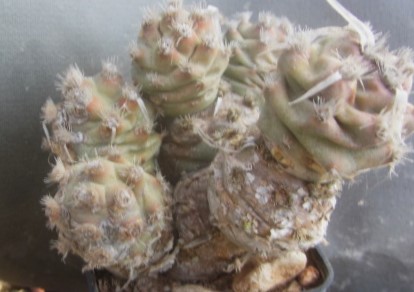 Tephrocactus <br>articulatus papyracanthus inermis