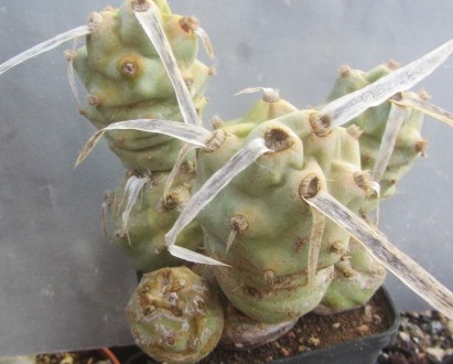 Tephrocactus <br>articulatus papyracanthus inermis