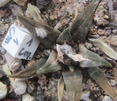 Ariocarpus <br>cv f2 aga x retu