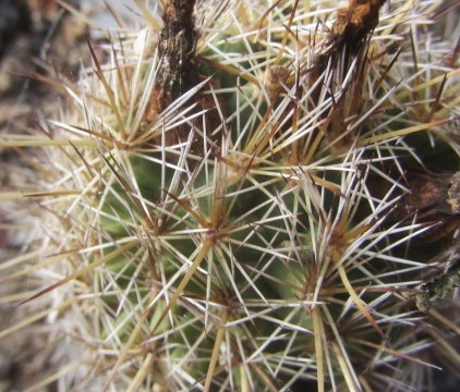 Coryphantha sp