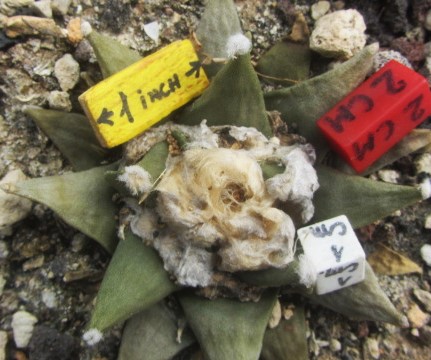 Ariocarpus <br>cv f2 furf x scaph