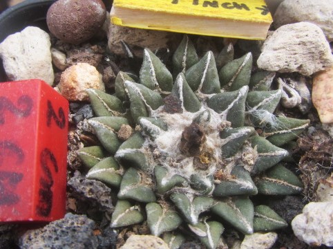 Ariocarpus <br>kotschoubeyanus 