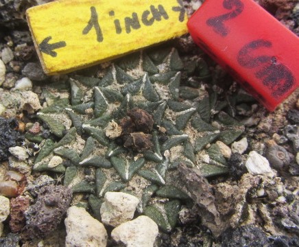 Ariocarpus <br>kotschoubeyanus macdowelli