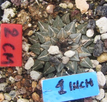 Ariocarpus kotschoubeyanus elephantidens