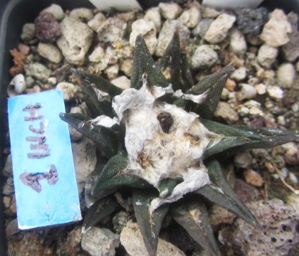 Ariocarpus cv aga x fiss