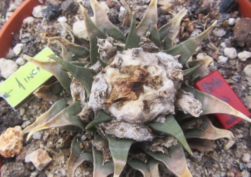 Ariocarpus <br>hybrid f1 furf x aga