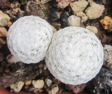 Mammillaria <br>humboldtii