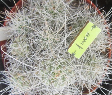 Mammillaria setispina