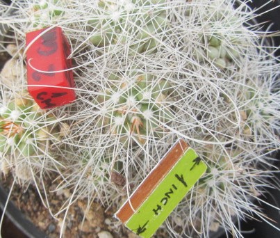 Mammillaria setispina