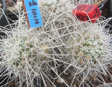 Mammillaria setispina