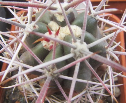 Ferocactus gracilis gatesii