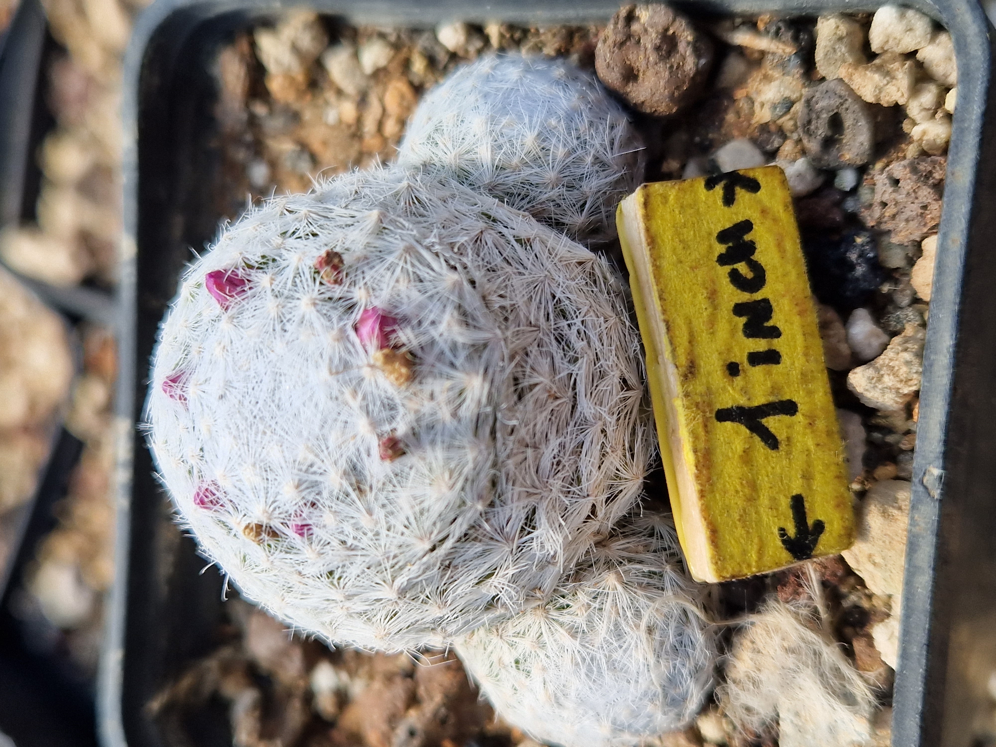 Mammillaria <br>humboldtii