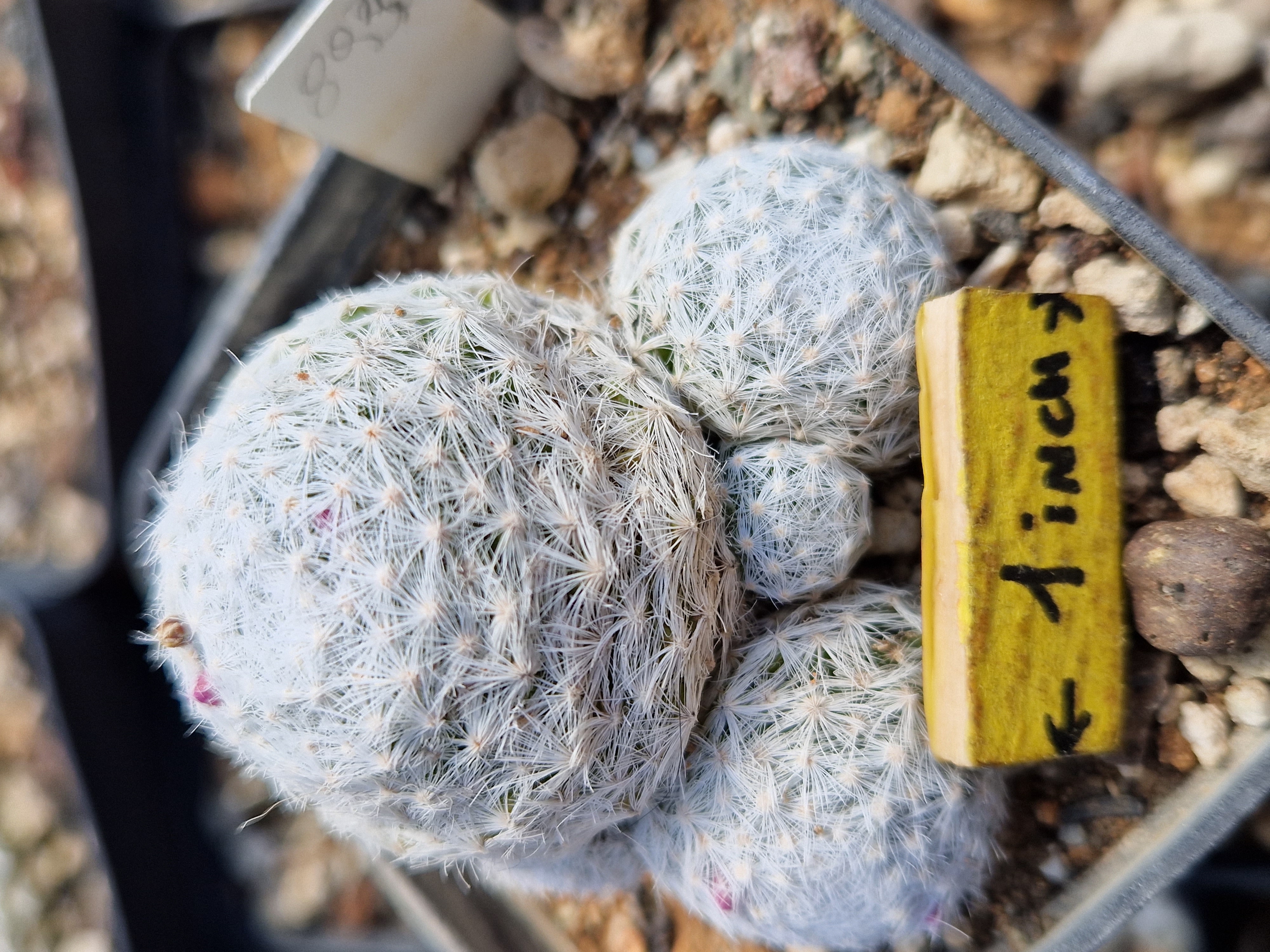 Mammillaria <br>humboldtii