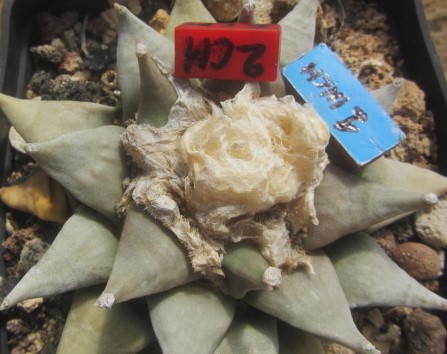 Ariocarpus <br>retusus