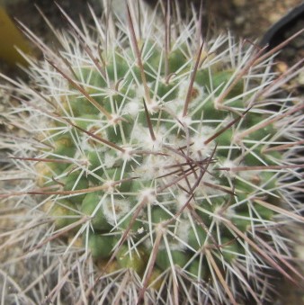 Mammillaria <br>papasquariensis