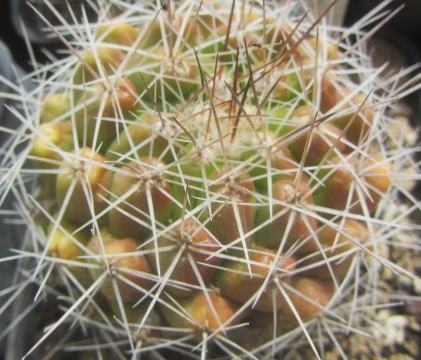 Thelocactus conothelos garciae