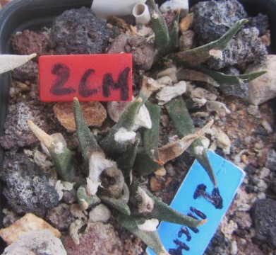 Ariocarpus agavoides