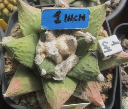 Ariocarpus cv f2 hint x furf