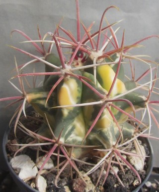Ferocactus <br>cylindraceus eastwoodie