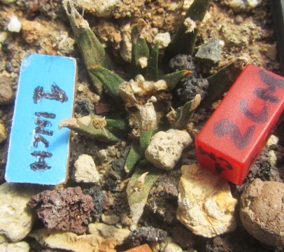 Ariocarpus agavoides