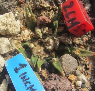 Ariocarpus <br>agavoides