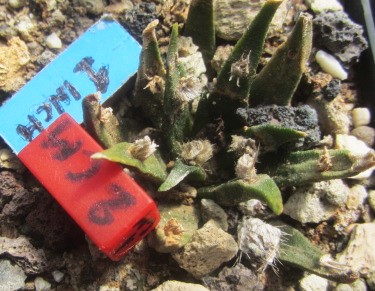 Ariocarpus agavoides