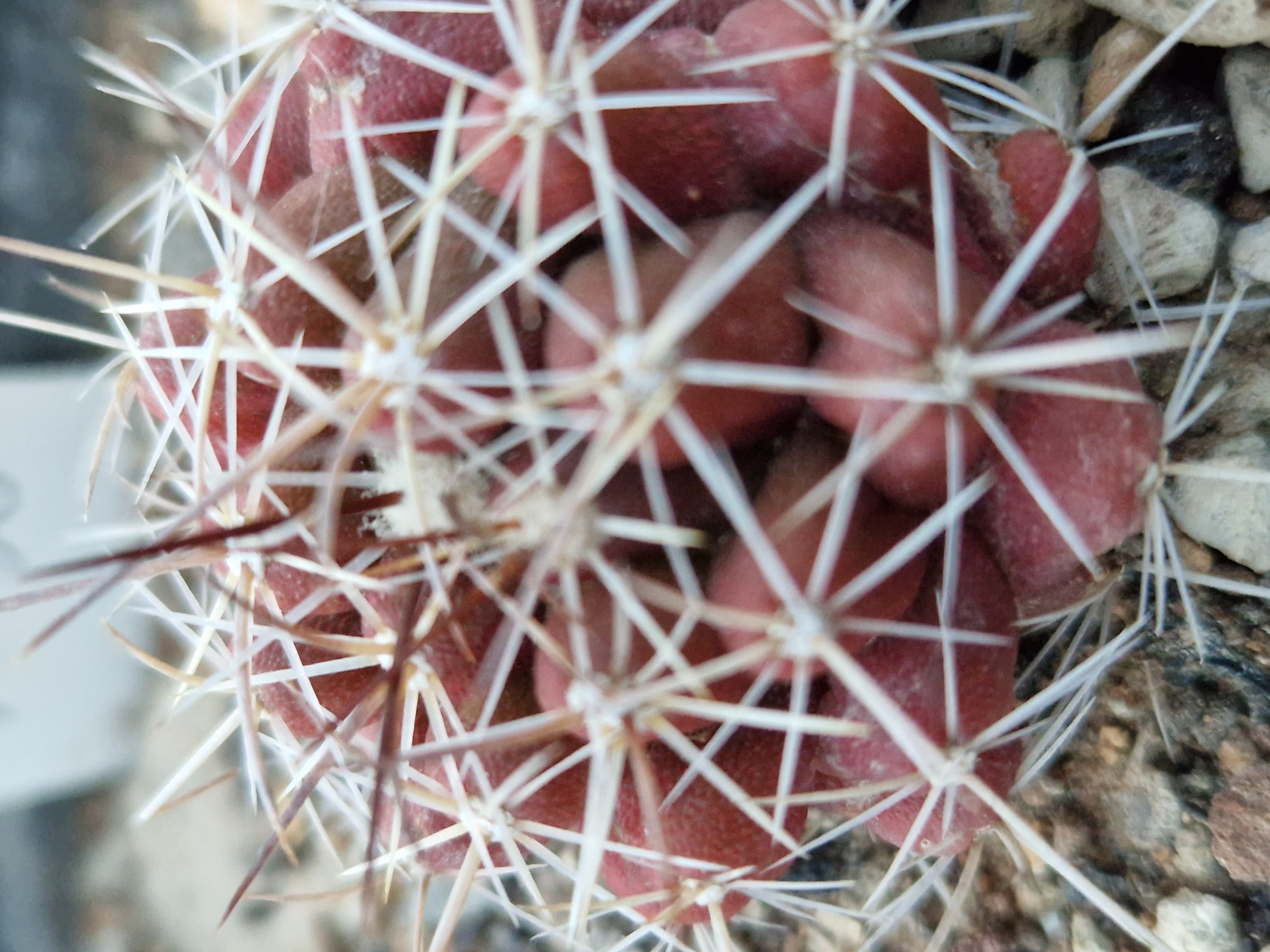 Thelocactus conothelos garciae