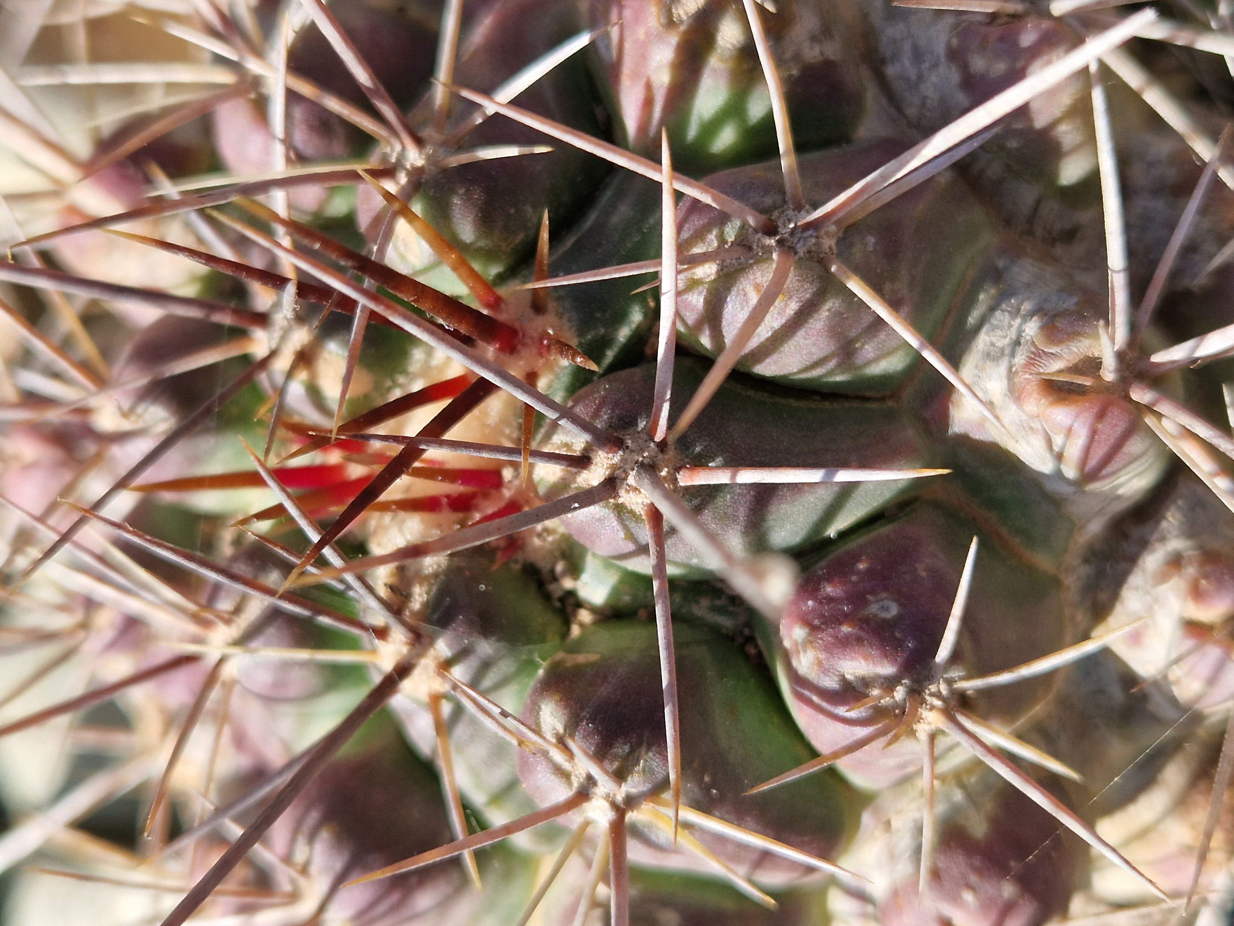 Thelocactus <br>tulensis