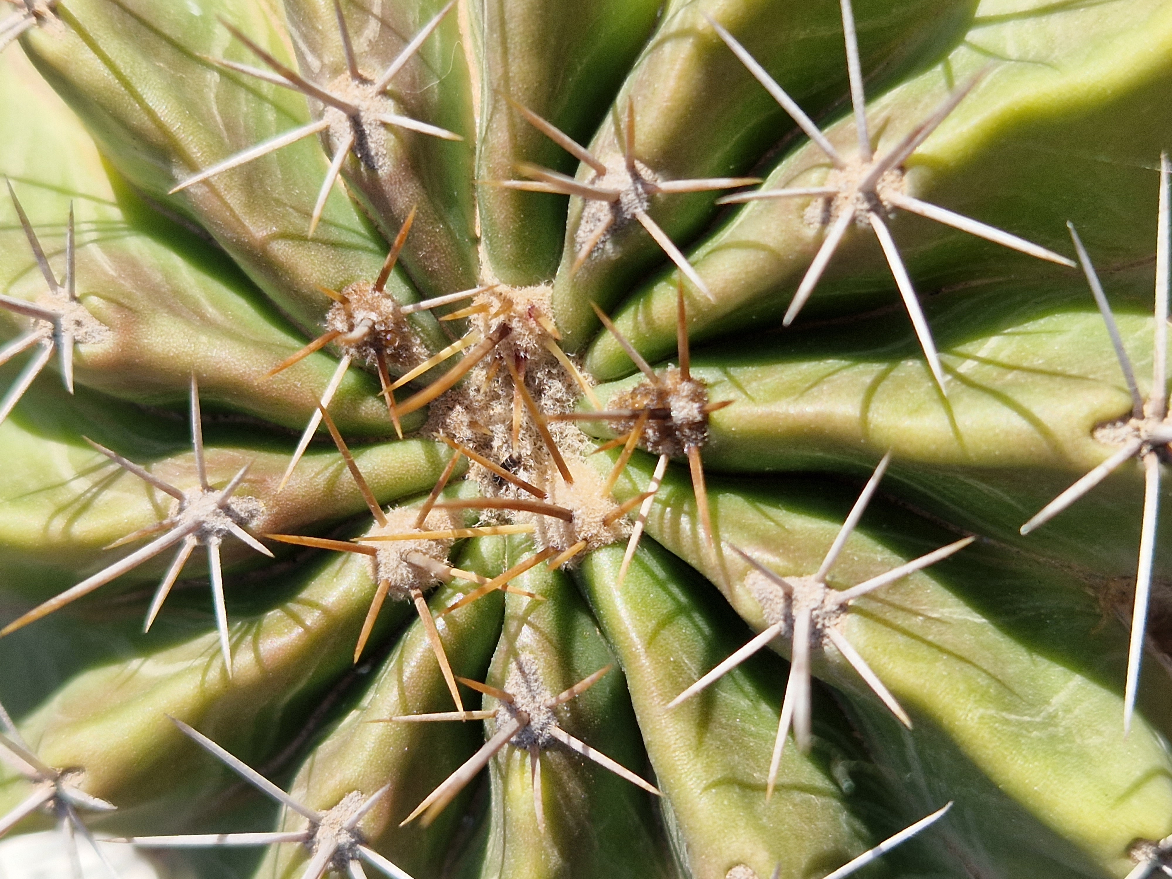 Ferocactus echidne