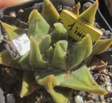 Ariocarpus <br>trigonus