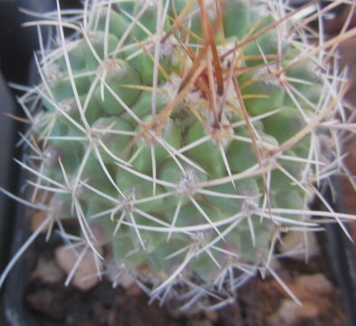 Thelocactus freudenbergeri